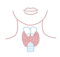 Thyroïde et digestion